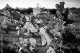 preview bw