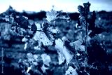 preview cold