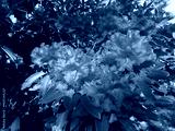 preview cold