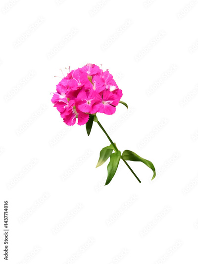 image to crop