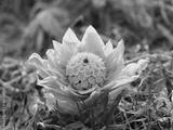 preview bw