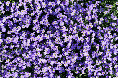 image to crop