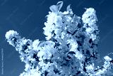 preview cold