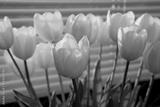 preview bw
