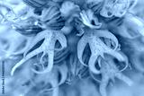 preview cold
