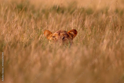image to crop