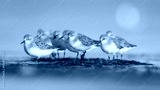 preview cold