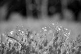 preview bw