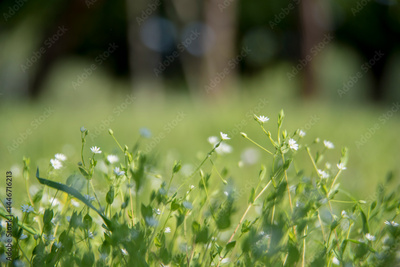 image to crop