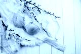 preview cold