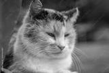 preview bw