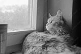 preview bw