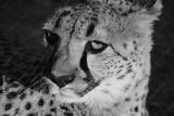 preview bw