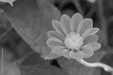 preview bw