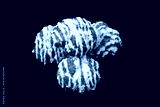 preview cold