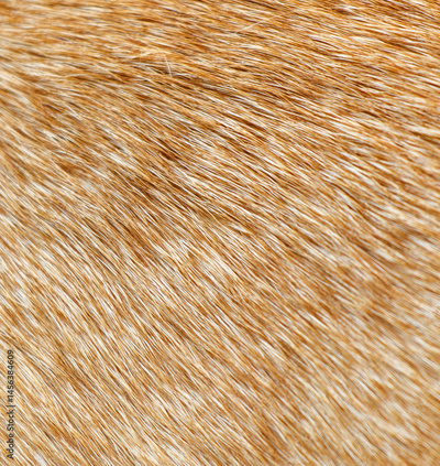 image to crop