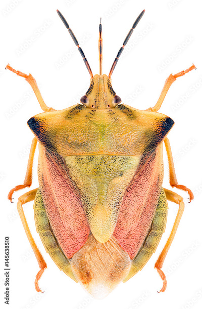 image to crop