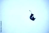 preview cold