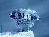 preview cold