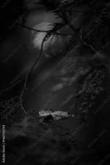 preview bw