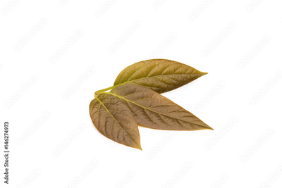 image to crop