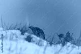 preview cold