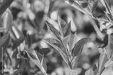 preview bw