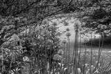 preview bw