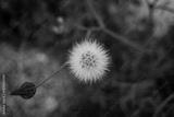 preview bw