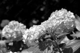 preview bw
