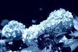 preview cold