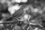 preview bw