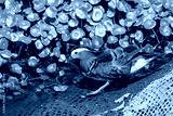 preview cold