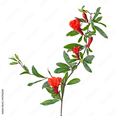 image to crop