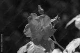 preview bw