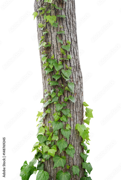 image to crop