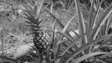 preview bw