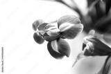 preview bw