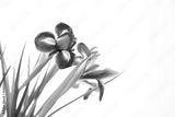preview bw