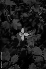 preview bw