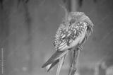 preview bw