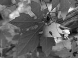 preview bw