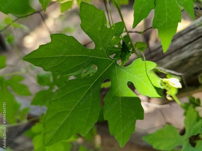 image to crop