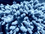 preview cold