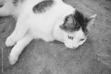 preview bw