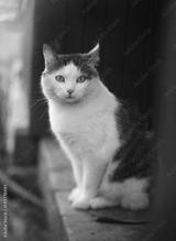 preview bw