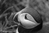 preview bw