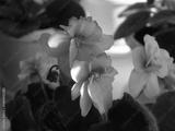 preview bw