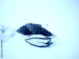preview cold