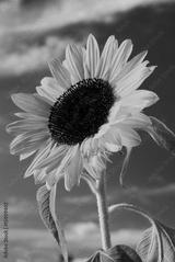 preview bw